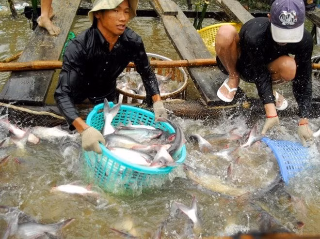 Cría de peces Tra de Vietnam responde a criterios internacionales, afirma GAA ảnh 1