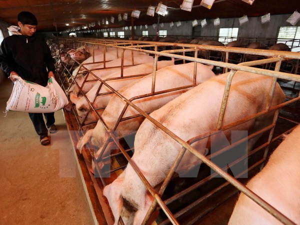 Vietnam y Canadá intensifican cooperación en agricultura ảnh 1 Vietnam y Canadá intensifican cooperación en agricultura ảnh 1