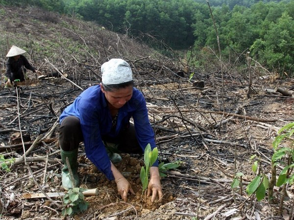 Vietnam: Proyecto forestal beneficiará a millones de personas de minorías étnicas ảnh 1 Vietnam: Proyecto forestal beneficiará a millones de personas de minorías étnicas ảnh 1