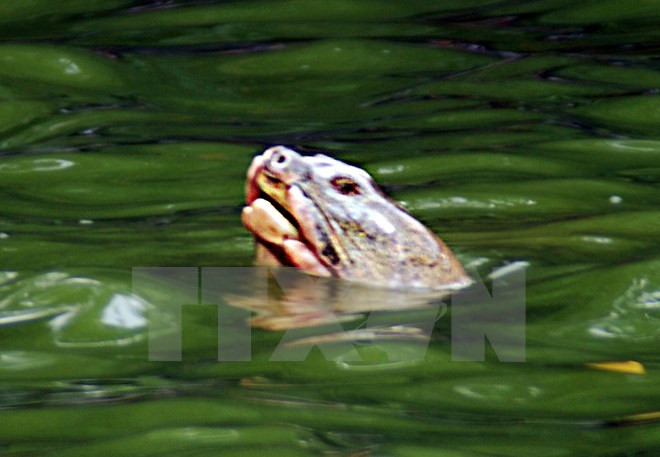 Cuerpo de famosa tortuga de Lago Hoan Kiem será conservado en museo ảnh 1 Cuerpo de famosa tortuga de Lago Hoan Kiem será conservado en museo ảnh 1