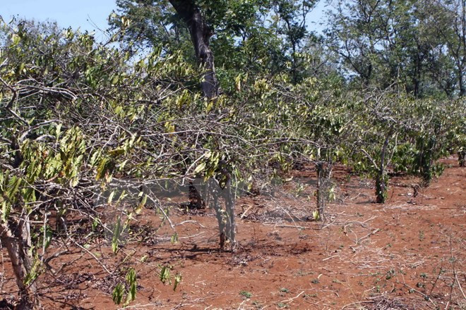 Debaten soluciones ante sequía para siembra de café en Altiplanicie Occidental. ảnh 1 Debaten soluciones ante sequía para siembra de café en Altiplanicie Occidental. ảnh 1