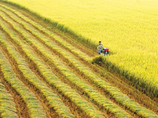 Banco Mundial financia plan de agricultura sostenible en Vietnam ảnh 1 Banco Mundial financia plan de agricultura sostenible en Vietnam ảnh 1
