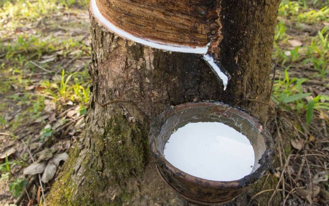 Laos incrementa sus exportaciones de caucho ảnh 1 Laos incrementa sus exportaciones de caucho ảnh 1