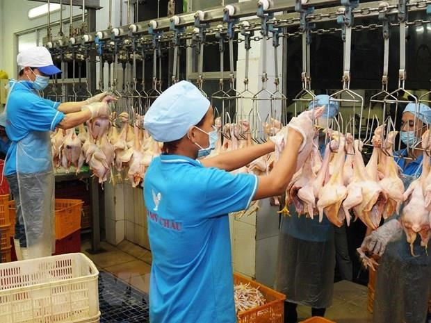Exportará Vietnam pollo procesado a Rusia ảnh 1 Exportará Vietnam pollo procesado a Rusia ảnh 1