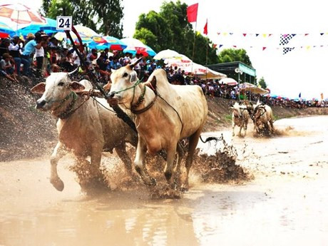 Carrera tradicional de bueyes en Vietnam aspira a convertirse en evento internacional ảnh 1 Carrera tradicional de bueyes en Vietnam aspira a convertirse en evento internacional ảnh 1