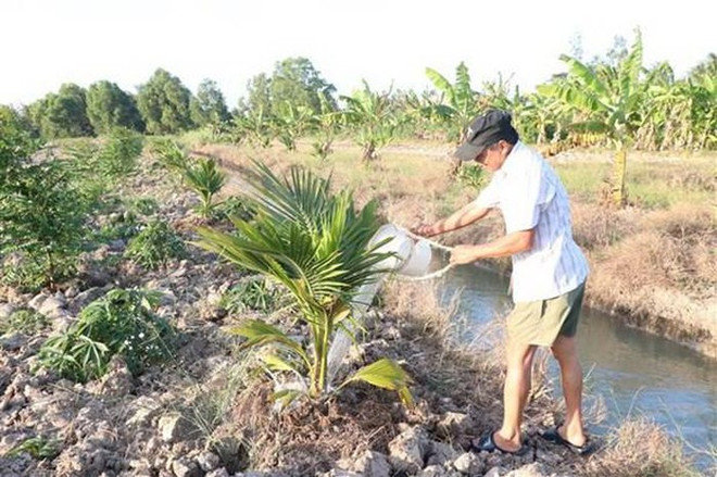 Salinización del suelo en delta de río Mekong en Vietnam se torna compleja en marzo ảnh 1 Salinización del suelo en delta de río Mekong en Vietnam se torna compleja en marzo ảnh 1