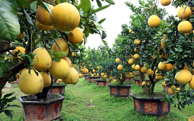 Pomelo bonsái Kim An adorna el Tet con su belleza ảnh 1 Pomelo bonsái Kim An adorna el Tet con su belleza ảnh 1