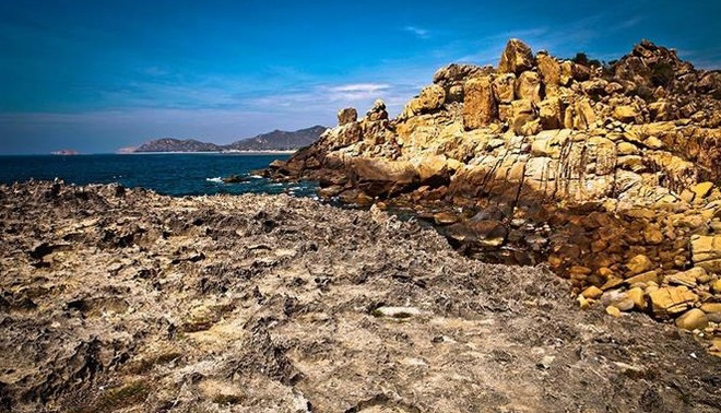 Reserva de biosfera de Nui Chua en Vietnam, lugar seguro para las tortugas marinas ảnh 1 Reserva de biosfera de Nui Chua en Vietnam, lugar seguro para las tortugas marinas ảnh 1