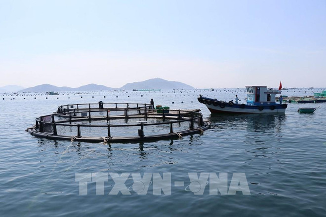 Vietnam promueve acuicultura marina por desarrollo sostenible ảnh 2 Vietnam promueve acuicultura marina por desarrollo sostenible ảnh 2