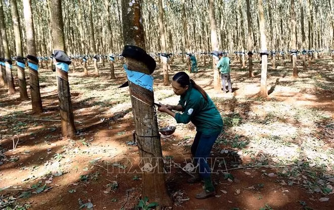Impulsan sostenibilidad en industria de caucho de Vietnam ảnh 1