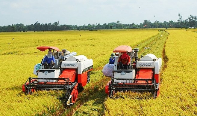 Aumentarán exportaciones de arroz vietnamita en 2023 ảnh 1 Aumentarán exportaciones de arroz vietnamita en 2023 ảnh 1