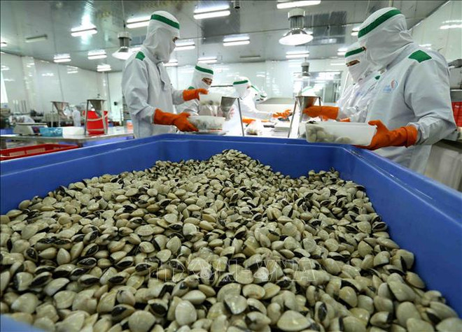 Promueven producción sostenible de almejas vietnamitas ảnh 2 Promueven producción sostenible de almejas vietnamitas ảnh 2