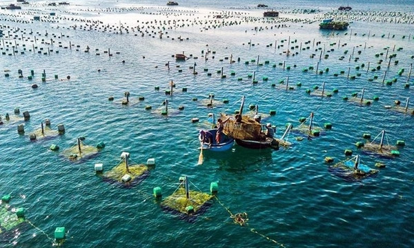 Vietnam promueve acuicultura marina por desarrollo sostenible ảnh 1 Vietnam promueve acuicultura marina por desarrollo sostenible ảnh 1