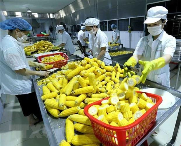 Promoverá el TLC con la UE exportaciones agrícolas de Vietnam ảnh 2 Promoverá el TLC con la UE exportaciones agrícolas de Vietnam ảnh 2