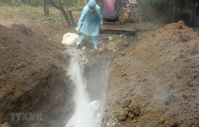 Detectan por primera vez peste porcina africana en provincia vietnamita de Ninh Thuan ảnh 1 Detectan por primera vez peste porcina africana en provincia vietnamita de Ninh Thuan ảnh 1