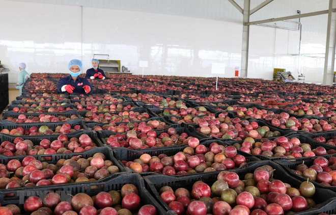 Entra en servicio en Vietnam importante centro procesador de productos agrícolas ảnh 1 Entra en servicio en Vietnam importante centro procesador de productos agrícolas ảnh 1