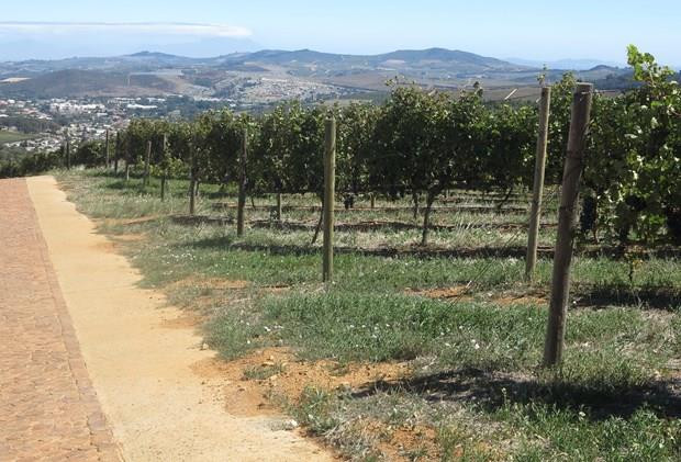 Exportará Sudáfrica uva fresca a Vietnam ảnh 1 Exportará Sudáfrica uva fresca a Vietnam ảnh 1