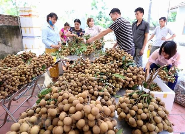 Primer lote de longan fresco vietnamita llega a Australia ảnh 1
