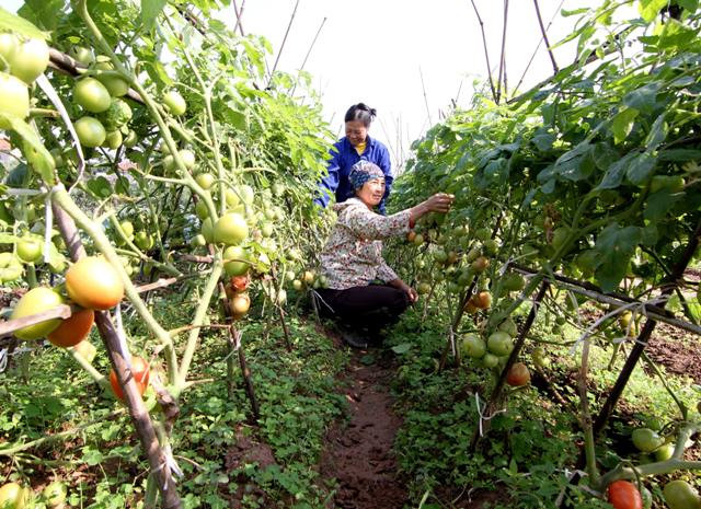 Países Bajos mejora papel de la mujer en producción y negocio en agricultura en Vietnam ảnh 1 Países Bajos mejora papel de la mujer en producción y negocio en agricultura en Vietnam ảnh 1