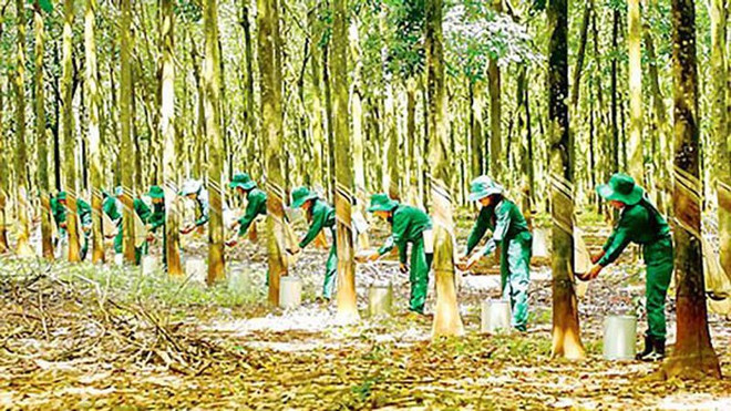 Vietnam cuenta con 235 hectáreas de bosques certificados bajo el sello FSC de manejo sostenible ảnh 1 Vietnam cuenta con 235 hectáreas de bosques certificados bajo el sello FSC de manejo sostenible ảnh 1