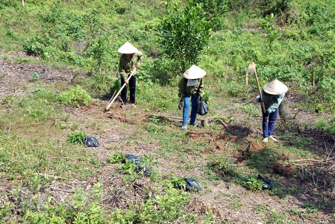 Binh Thuan se esfuerza a reducir la pérdida y degradación forestal ảnh 1 Binh Thuan se esfuerza a reducir la pérdida y degradación forestal ảnh 1