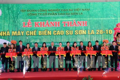 Ponen en operación plata procesadora de látex en provincia vietnamita de Son La ảnh 1 Ponen en operación plata procesadora de látex en provincia vietnamita de Son La ảnh 1