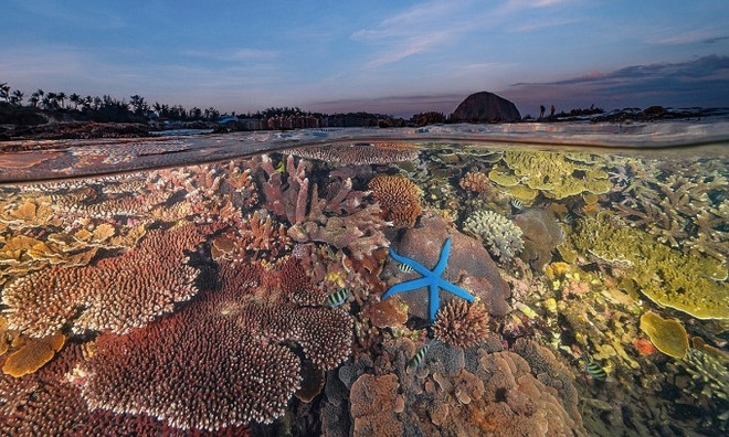 Fotógrafo vietnamita gana segundo premio en concurso internacional de fotografía oceánica ảnh 1 Fotógrafo vietnamita gana segundo premio en concurso internacional de fotografía oceánica ảnh 1