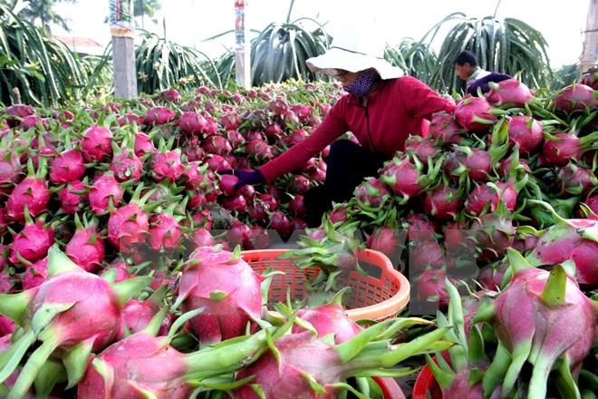 Exportación de frutas vietnamitas prevé alcanzar más de dos mil millones USD ảnh 1 Exportación de frutas vietnamitas prevé alcanzar más de dos mil millones USD ảnh 1
