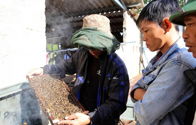 Busca provincia vietnamita impulsar cultivo de plantas medicinales con apoyo de Estados Unidos ảnh 1 Busca provincia vietnamita impulsar cultivo de plantas medicinales con apoyo de Estados Unidos ảnh 1