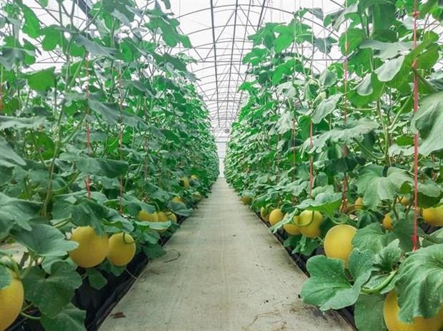 Promueve provincia vietnamita de Ha Nam ampliación de inversiones sudcoreanas ảnh 1 Promueve provincia vietnamita de Ha Nam ampliación de inversiones sudcoreanas ảnh 1