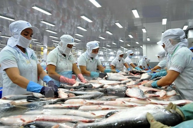 Otros 12 exportadores vietnamitas de bagres obtienen acceso a Estados Unidos ảnh 1 Otros 12 exportadores vietnamitas de bagres obtienen acceso a Estados Unidos ảnh 1