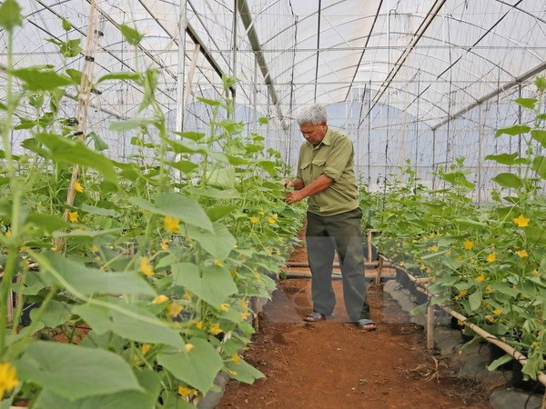 Nueva Zelanda apoya a Vietnam en producción de verduras seguras ảnh 1