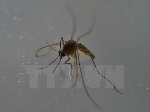 Confirma Filipinas tres nuevos casos de Zika ảnh 1 Confirma Filipinas tres nuevos casos de Zika ảnh 1