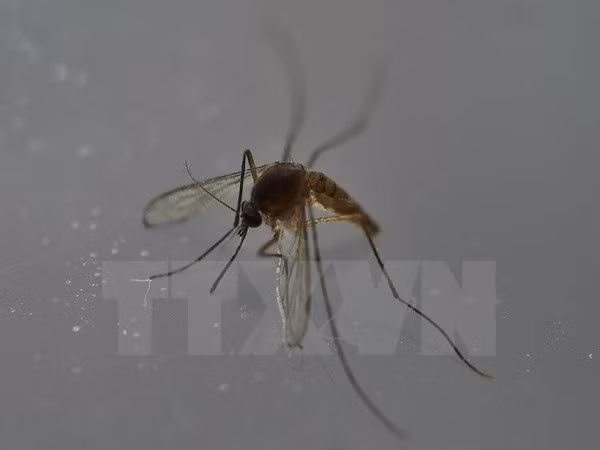 Confirma Filipinas tres nuevos casos de Zika ảnh 1