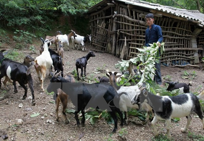 Logra Vietnam avances en reducción de la pobreza en áreas de etnias minoritarias ảnh 1 Logra Vietnam avances en reducción de la pobreza en áreas de etnias minoritarias ảnh 1
