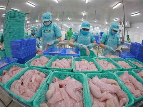 Exportaciones de pescado Tra de Vietnam aumentan de enero a mayo ảnh 1 Exportaciones de pescado Tra de Vietnam aumentan de enero a mayo ảnh 1