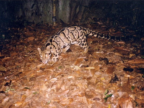 Vietnam fomenta cooperación internacional en preservación de vida silvestre en peligro de extinción ảnh 1 Vietnam fomenta cooperación internacional en preservación de vida silvestre en peligro de extinción ảnh 1