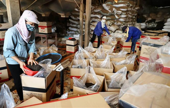 Provincia vietnamita logra primer producto de OCOP de cinco estrellas a nivel nacional ảnh 2 Provincia vietnamita logra primer producto de OCOP de cinco estrellas a nivel nacional ảnh 2