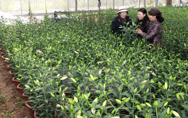 Pueblo de flores Sa Dec acoge gran número de turistas en Año Nuevo Lunar ảnh 1 Pueblo de flores Sa Dec acoge gran número de turistas en Año Nuevo Lunar ảnh 1