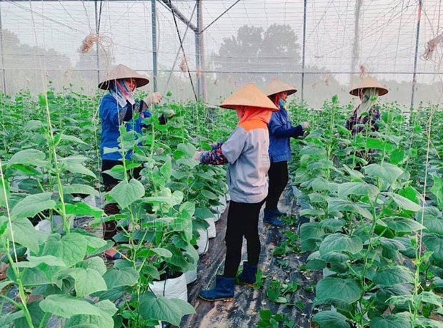 Apoyan a los agricultores de la provincia de Bac Ninh en producción agrícola ảnh 1 Apoyan a los agricultores de la provincia de Bac Ninh en producción agrícola ảnh 1