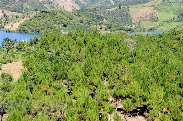 Provincia vietnamita de Khanh Hoa planea aumentar al 46,5 por ciento la cubertura forestal en 2025 ảnh 1 Provincia vietnamita de Khanh Hoa planea aumentar al 46,5 por ciento la cubertura forestal en 2025 ảnh 1