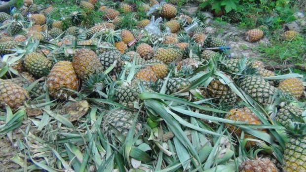 Tailandia apunta a lograr fondo multimillonario por exportaciones de alimentos ảnh 1 Tailandia apunta a lograr fondo multimillonario por exportaciones de alimentos ảnh 1