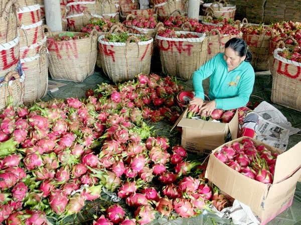 Provincia china estrecha estándares de frutas importadas de Vietnam ảnh 1 Provincia china estrecha estándares de frutas importadas de Vietnam ảnh 1