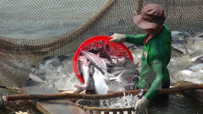 Inspección estadounidense a pescados vietnamitas es innecesaria, dice vocero ảnh 1 Inspección estadounidense a pescados vietnamitas es innecesaria, dice vocero ảnh 1