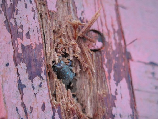 Vietnam condena actos inhumanos contra pescadores nacionales ảnh 1 Vietnam condena actos inhumanos contra pescadores nacionales ảnh 1