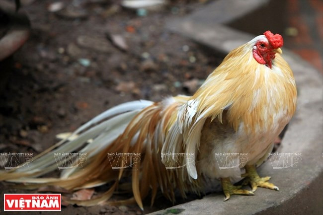 Pasión por los gallos ornamentales en Hanoi ảnh 1 Pasión por los gallos ornamentales en Hanoi ảnh 1