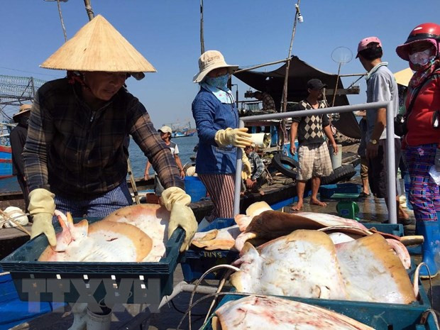 El desarrollo del sector acuícola impulsa la economía marítima de Vietnam ảnh 1 El desarrollo del sector acuícola impulsa la economía marítima de Vietnam ảnh 1