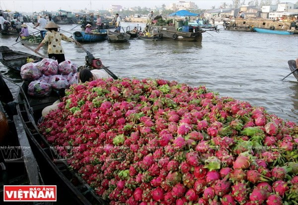 Desarrollan productos turísticos típicos de ciudad vietnamita de Can Tho ảnh 1  Desarrollan productos turísticos típicos de ciudad vietnamita de Can Tho ảnh 1