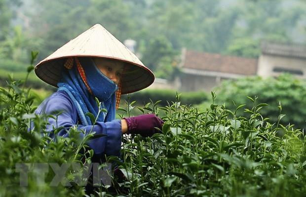 Analizan oportunidades de cooperación entre Vietnam y China en producción de té y café ảnh 1 Analizan oportunidades de cooperación entre Vietnam y China en producción de té y café ảnh 1