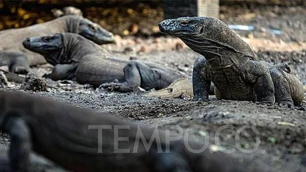 Planea Indonesia construir Museo del Dragón de Komodo ảnh 1
